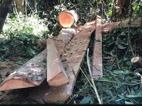 “Lâm tặc” thản nhiên đốn hạ rừng phòng hộ