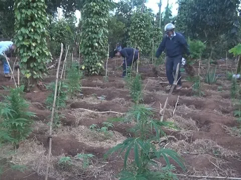 Người đàn ông bị tạm giữ vì trồng hơn 1.000 cây cần sa cho gà ăn