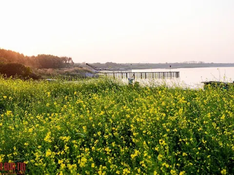 Ngắm cánh đồng hoa cải đẹp nao lòng