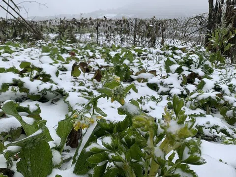 Lào Cai đổ tuyết trắng gây thiệt hại nặng nề