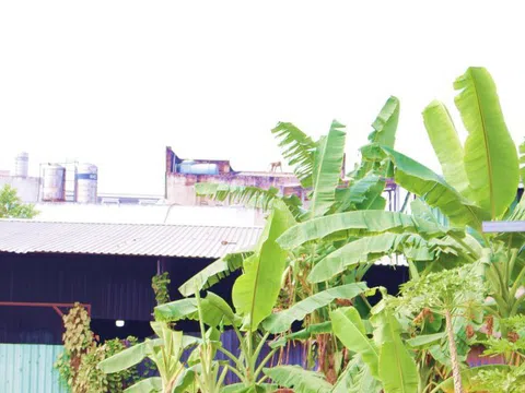 Bầy khỉ hoang bất ngờ “đại náo”, cướp thức ăn từ tay người dân