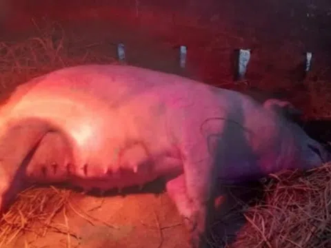 Người dân khốn khổ do trâu bò chết rét trước Tết Nguyên đán