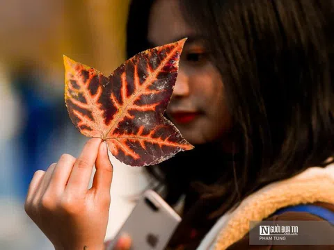 Giới trẻ thích thú với hàng phong lá đỏ đẹp mê hồn giữa lòng Thủ đô