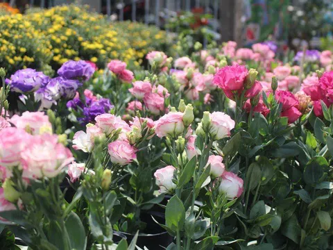 Đồng Tháp: Tôn vinh nghề trồng hoa kiểng Sa Đéc