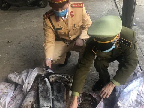 Phát hiện hơn 600kg mực ống đông lạnh bốc mùi, thối rữa đang trên đường tuồn ra thị trường