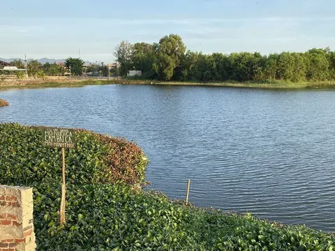 Phát hiện 2 con cá sấu nổi lập lờ trong một hồ nước ở TP.Vũng Tàu