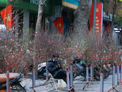 Chợ hoa Tết Tân Sửu vắng bóng người mua