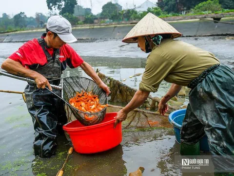 Cá chép đỏ cúng ông Công ông Táo ế, người dân buồn rầu tính phóng sinh