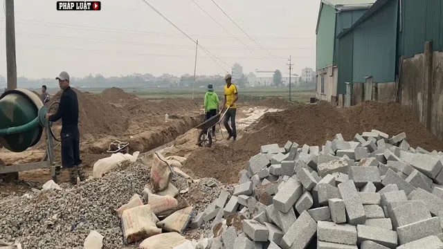 “Bán lúa non” có thể gây thiệt hại cho ngân sách Nhà nước